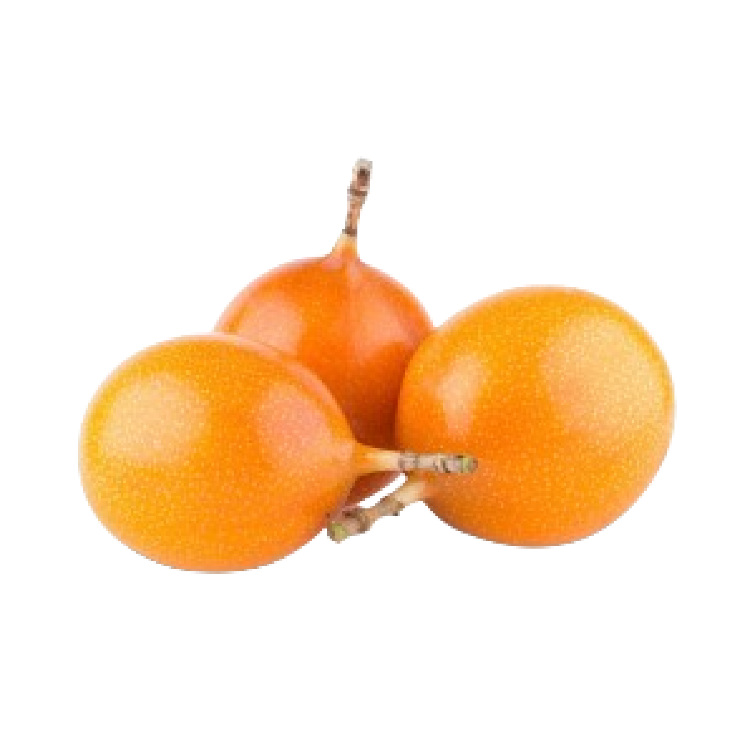  GRANADILLA HOLLAND 
