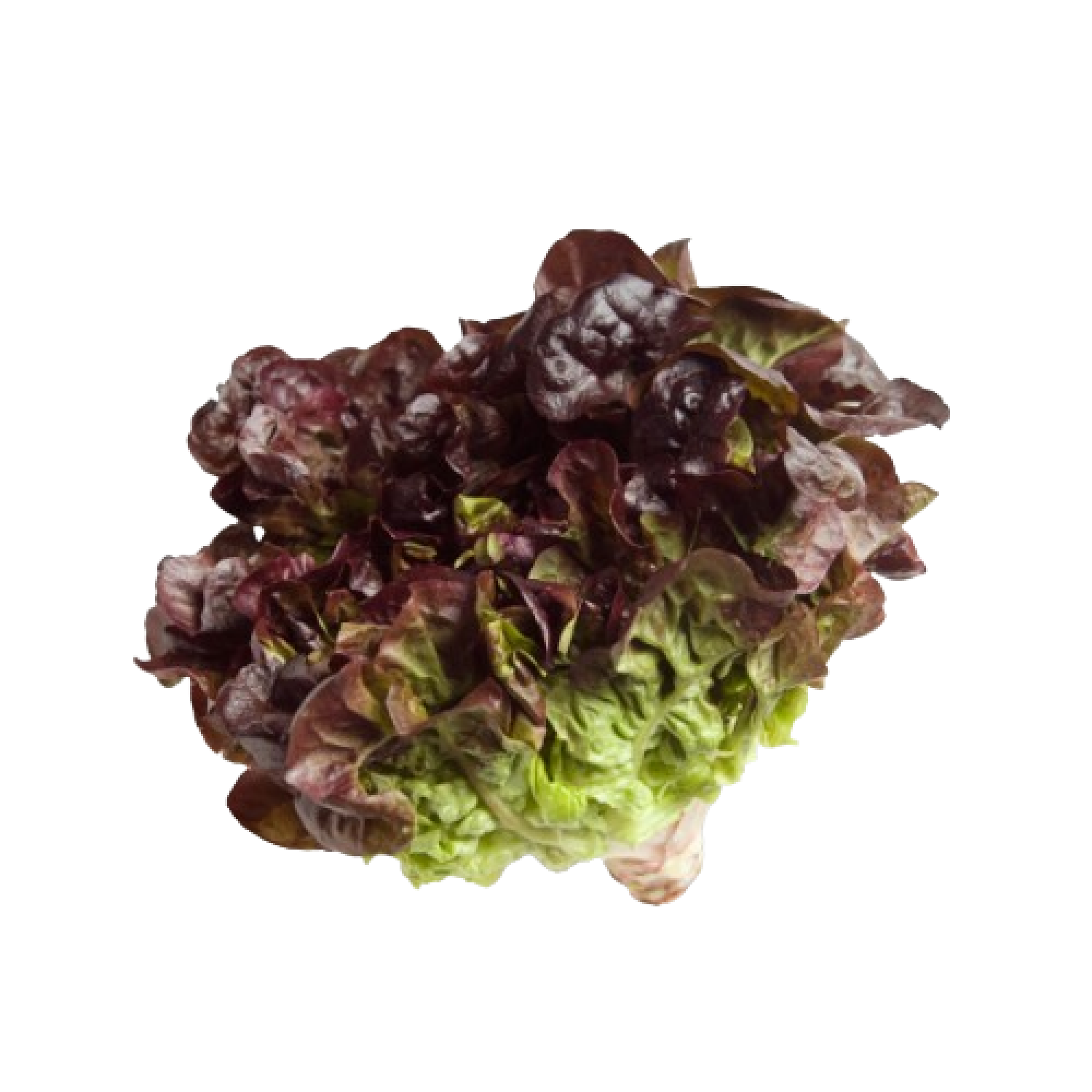 خس الأوكليف الهولندي