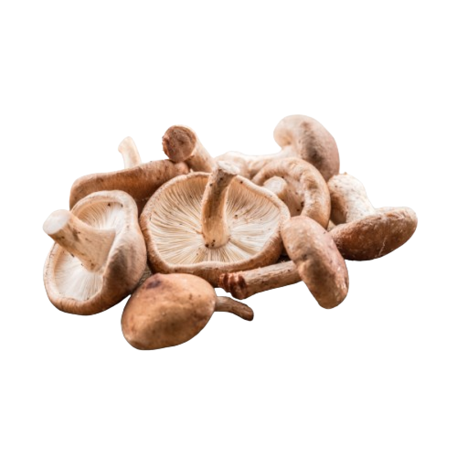 Mushroom Shiitake Holland