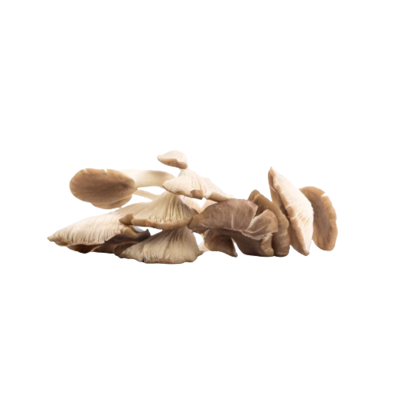 mushroom Oyster Holland