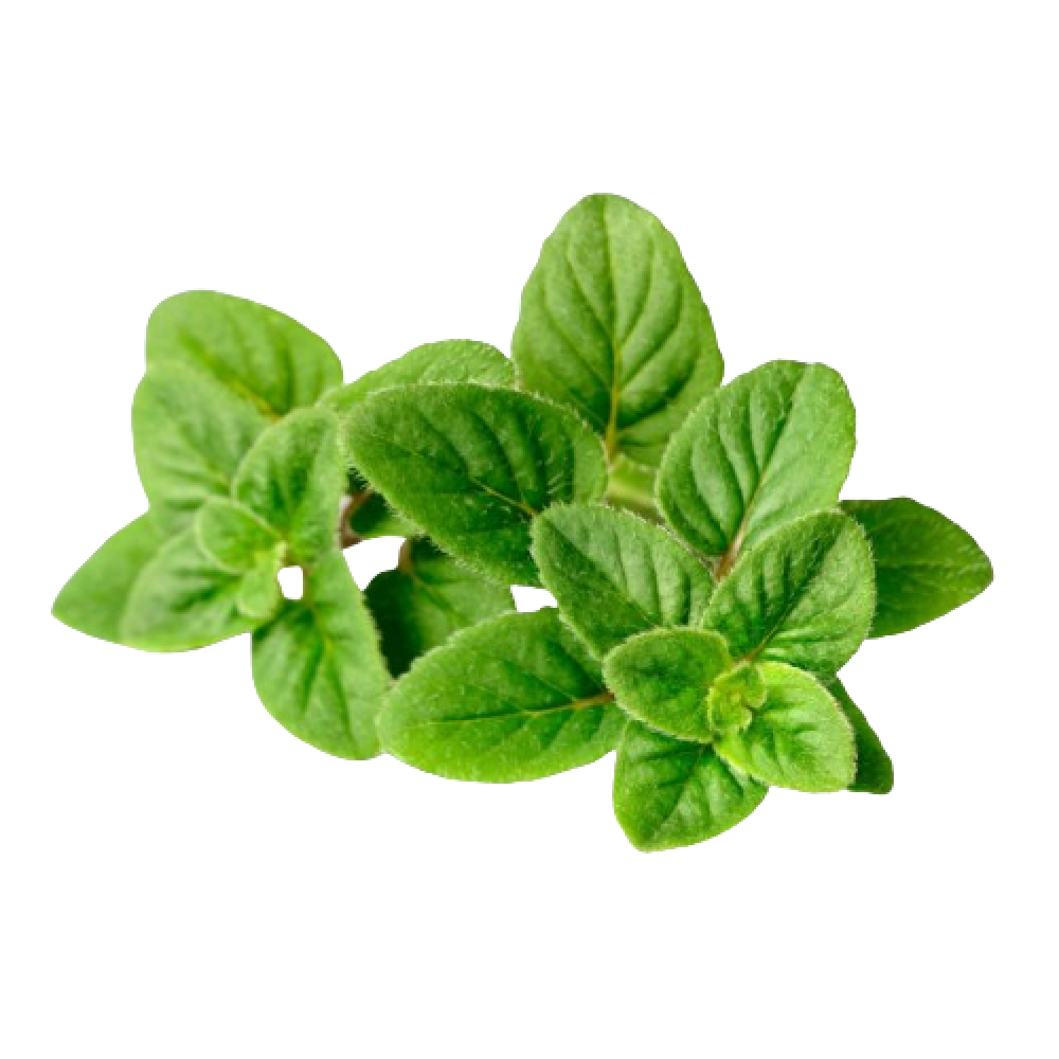 اوراق الميرمية الخضراء الهولندية