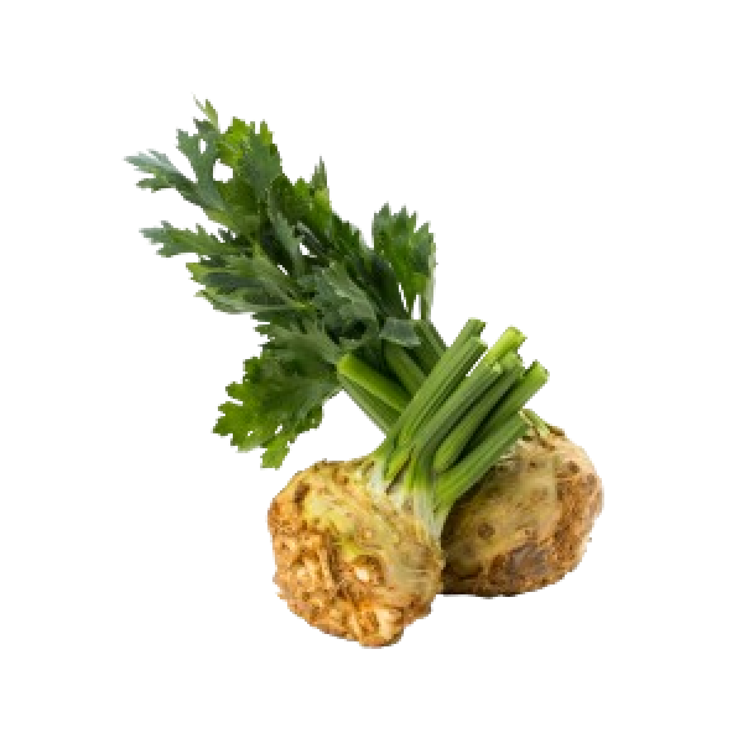CELERY ROOT