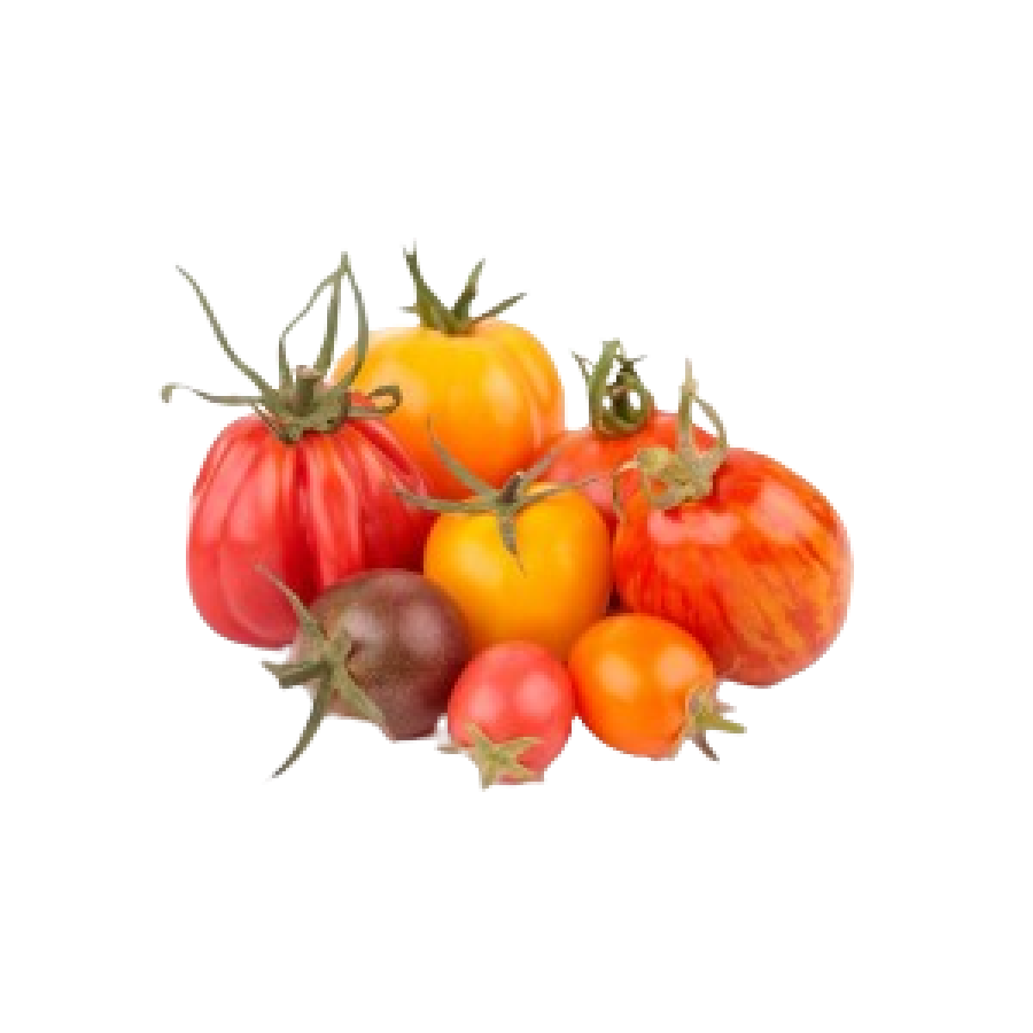 طماطم هيرلم الهولندية