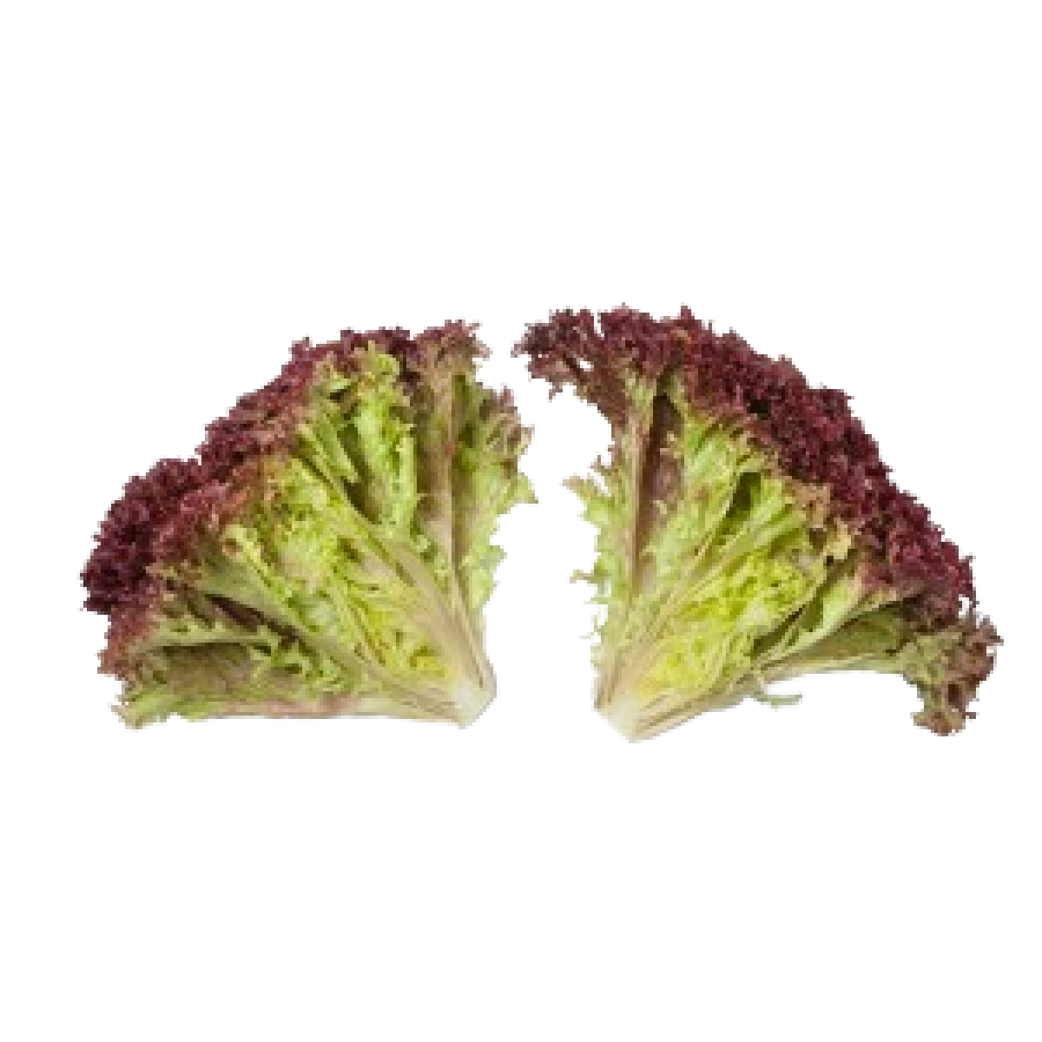 خس لولو روسو الهولندي