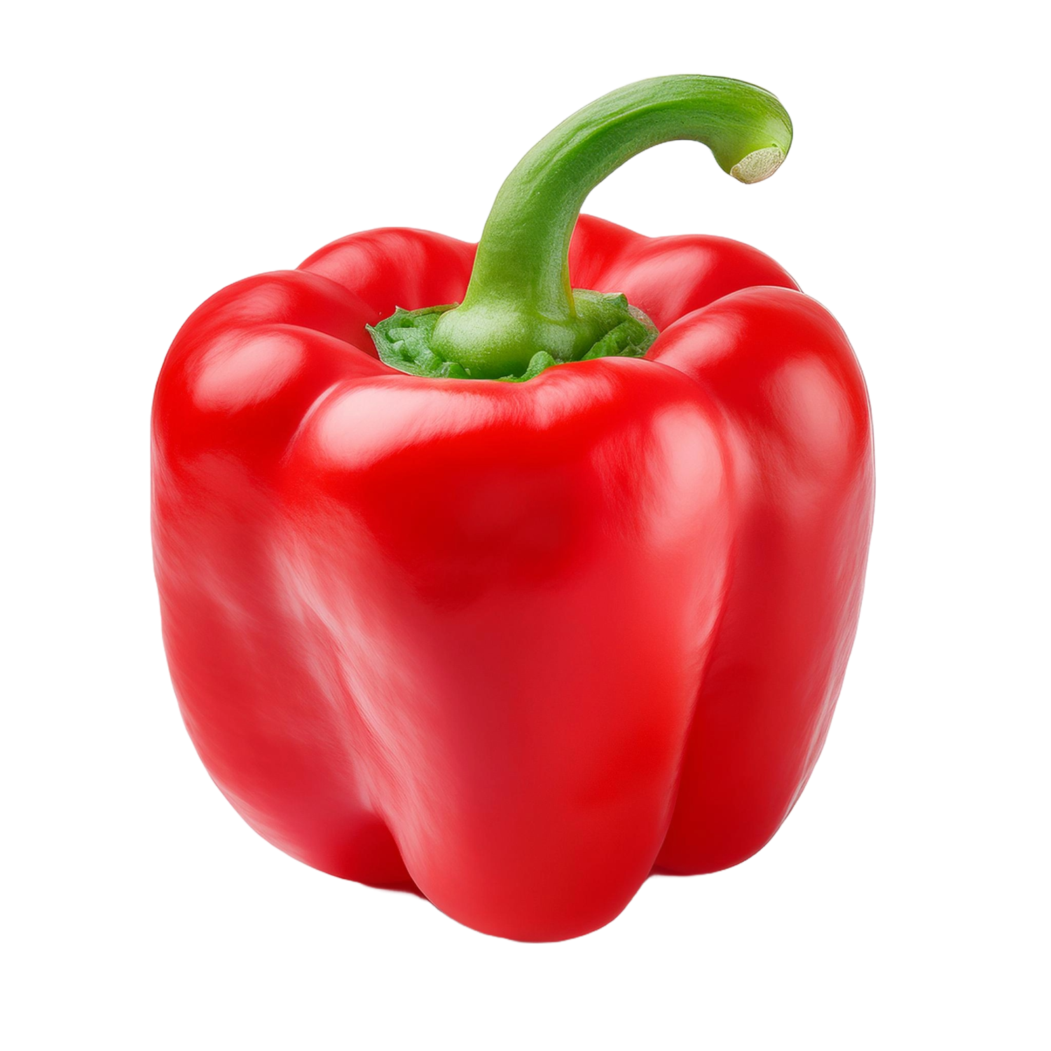CAPSICUM RED HOLLAND