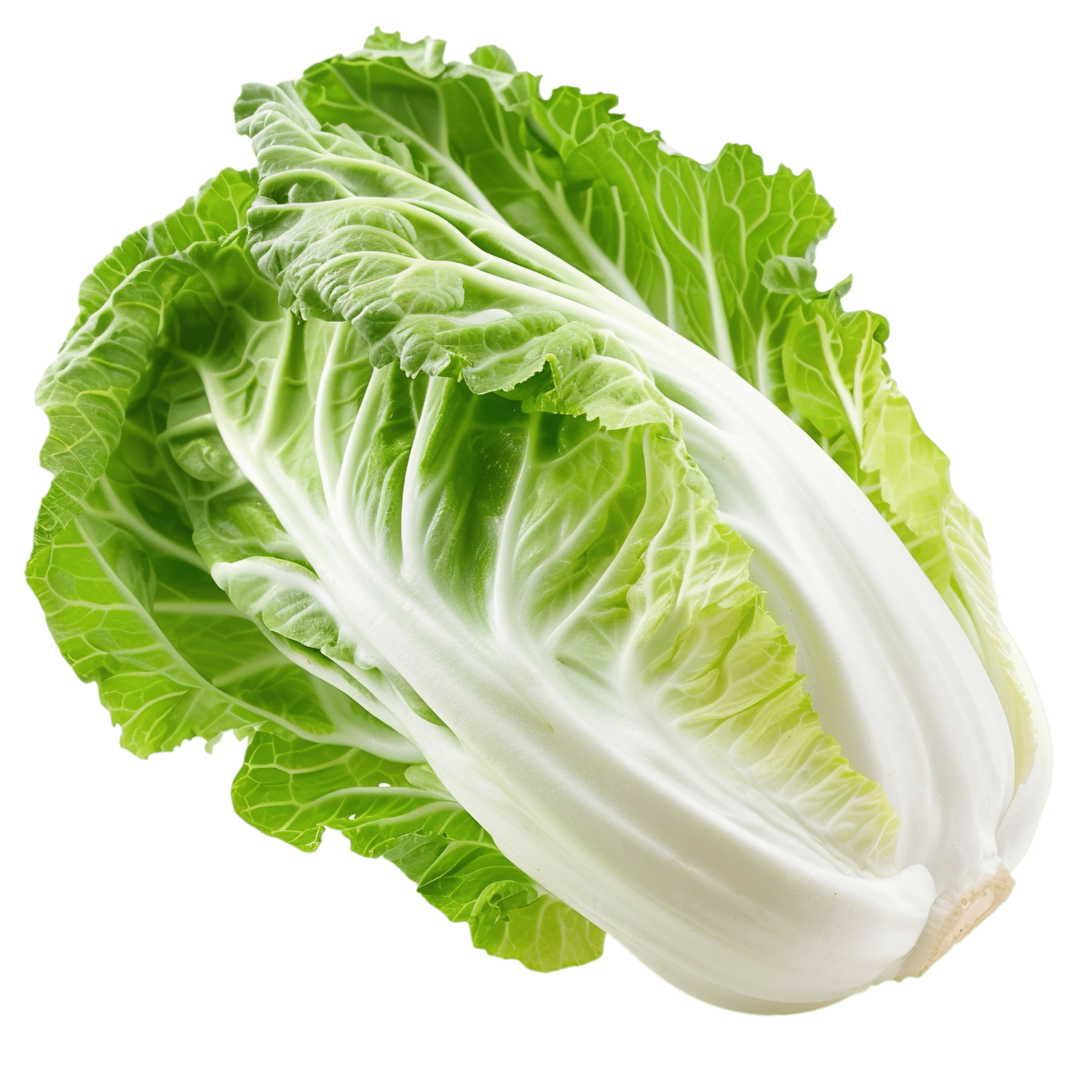 CABBAGE CHINESS HOLLAND