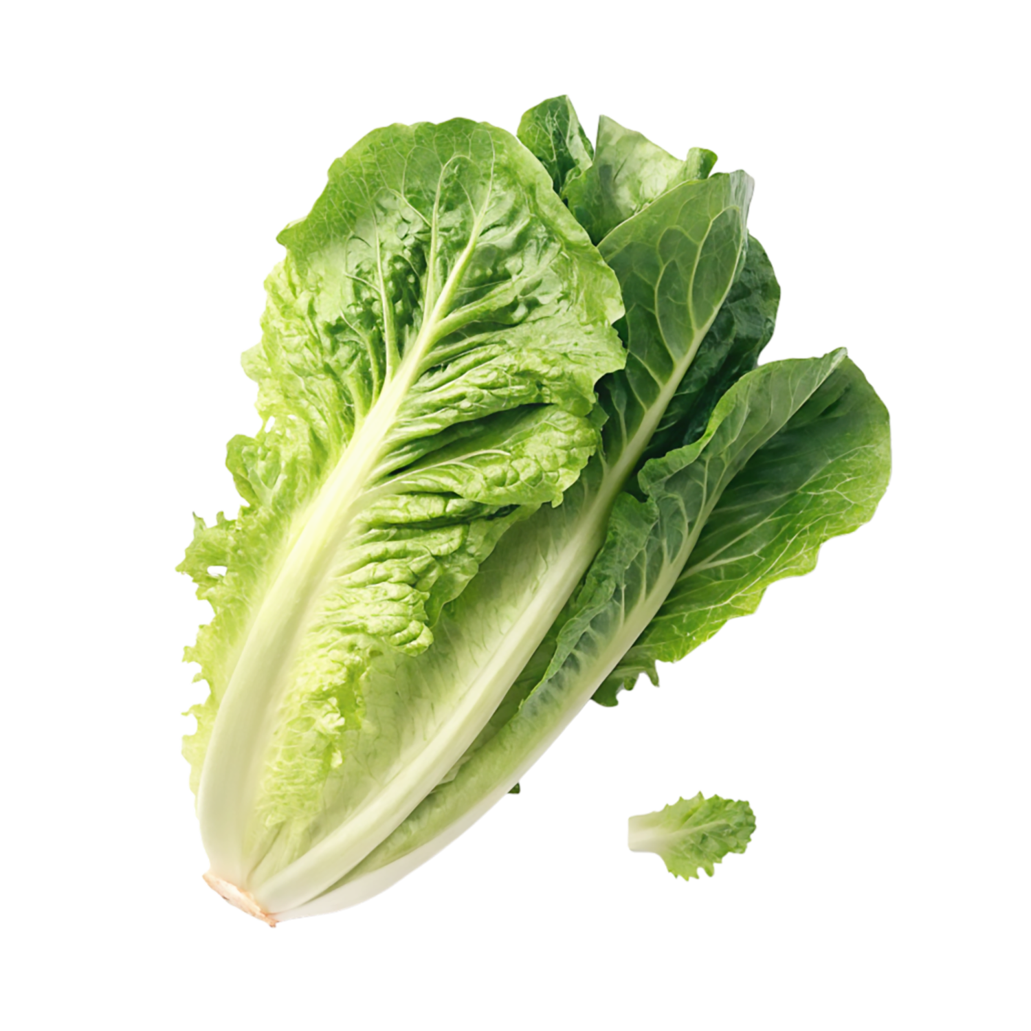 LETTUCE LOCAL