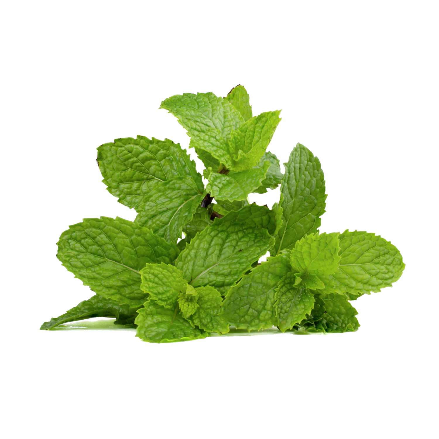 MINT 