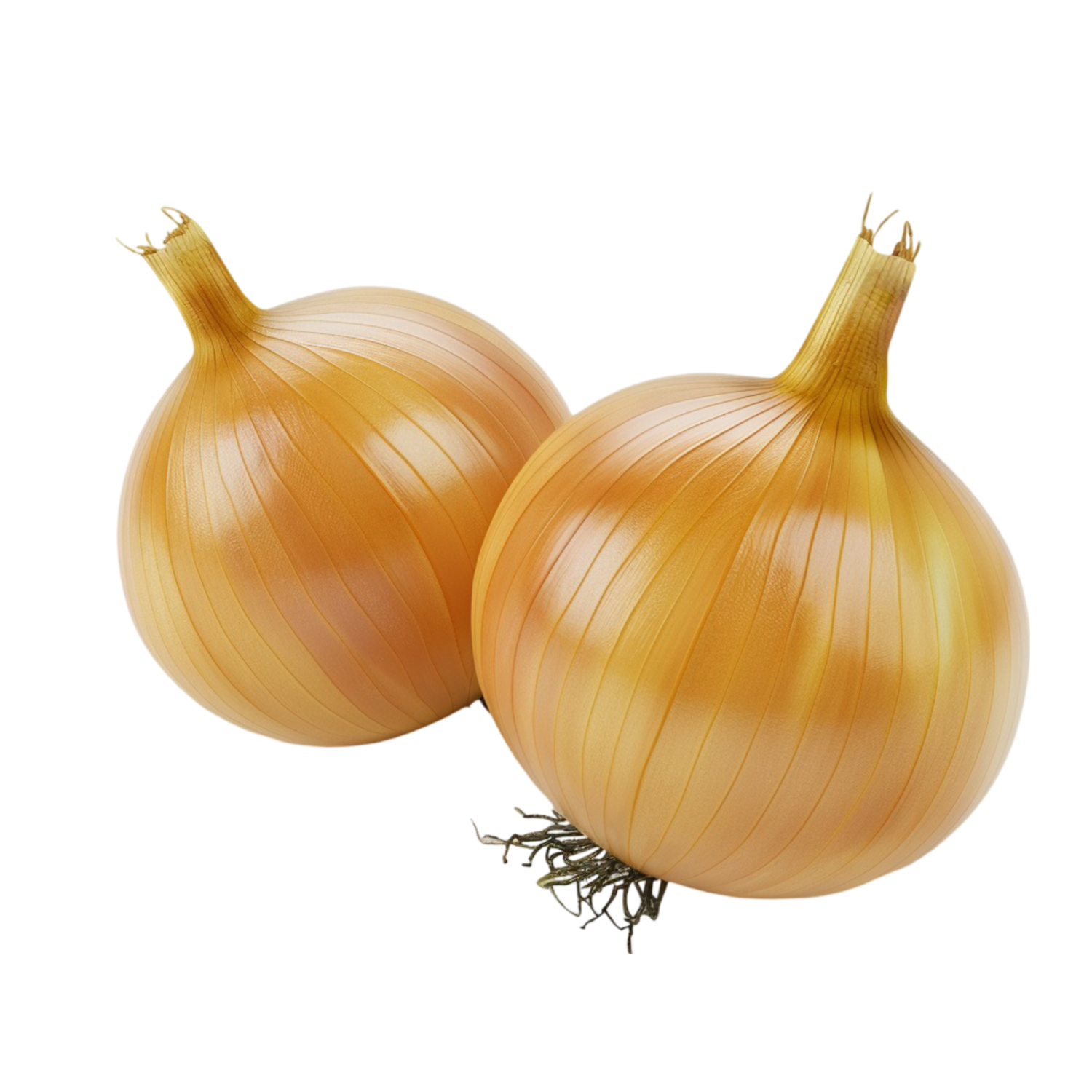 ONION YELLOW 
