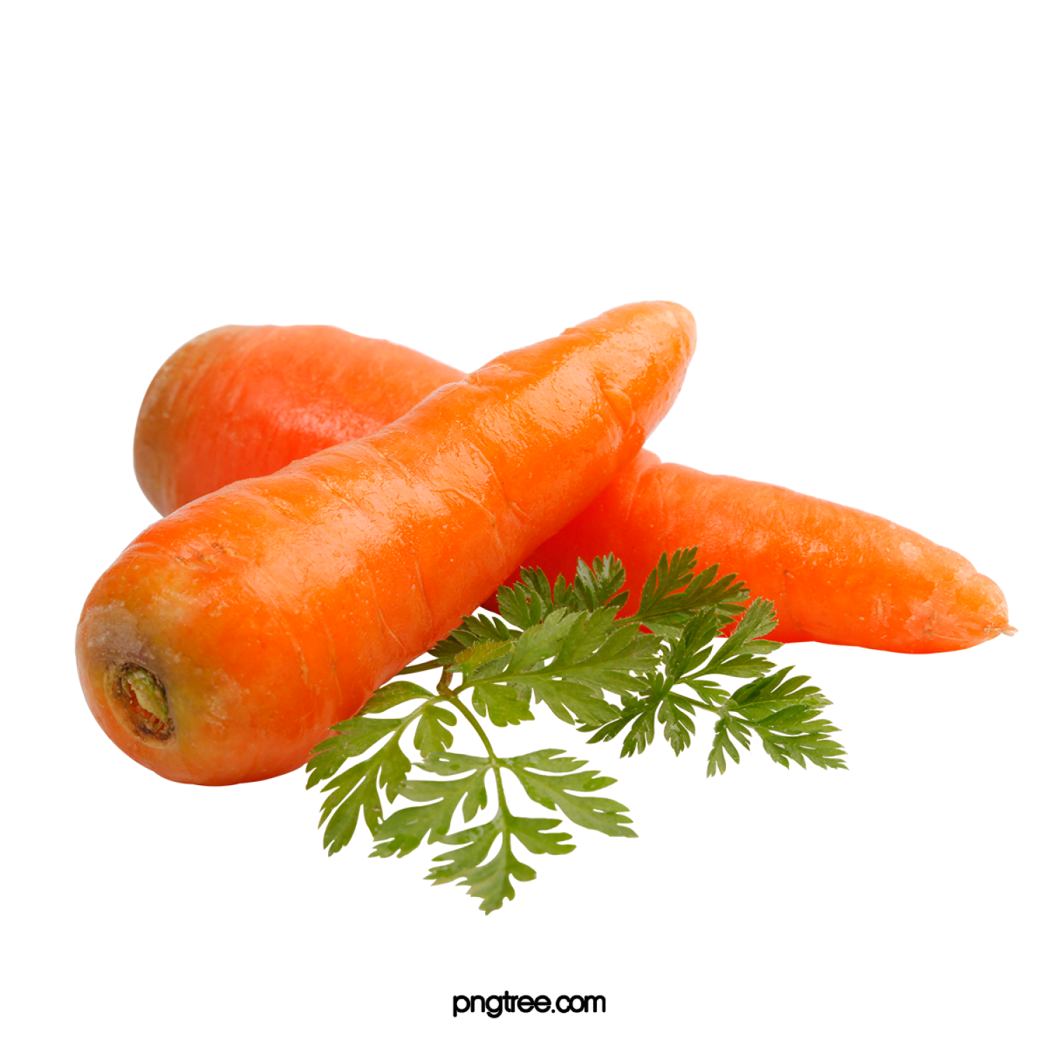 CARROT
