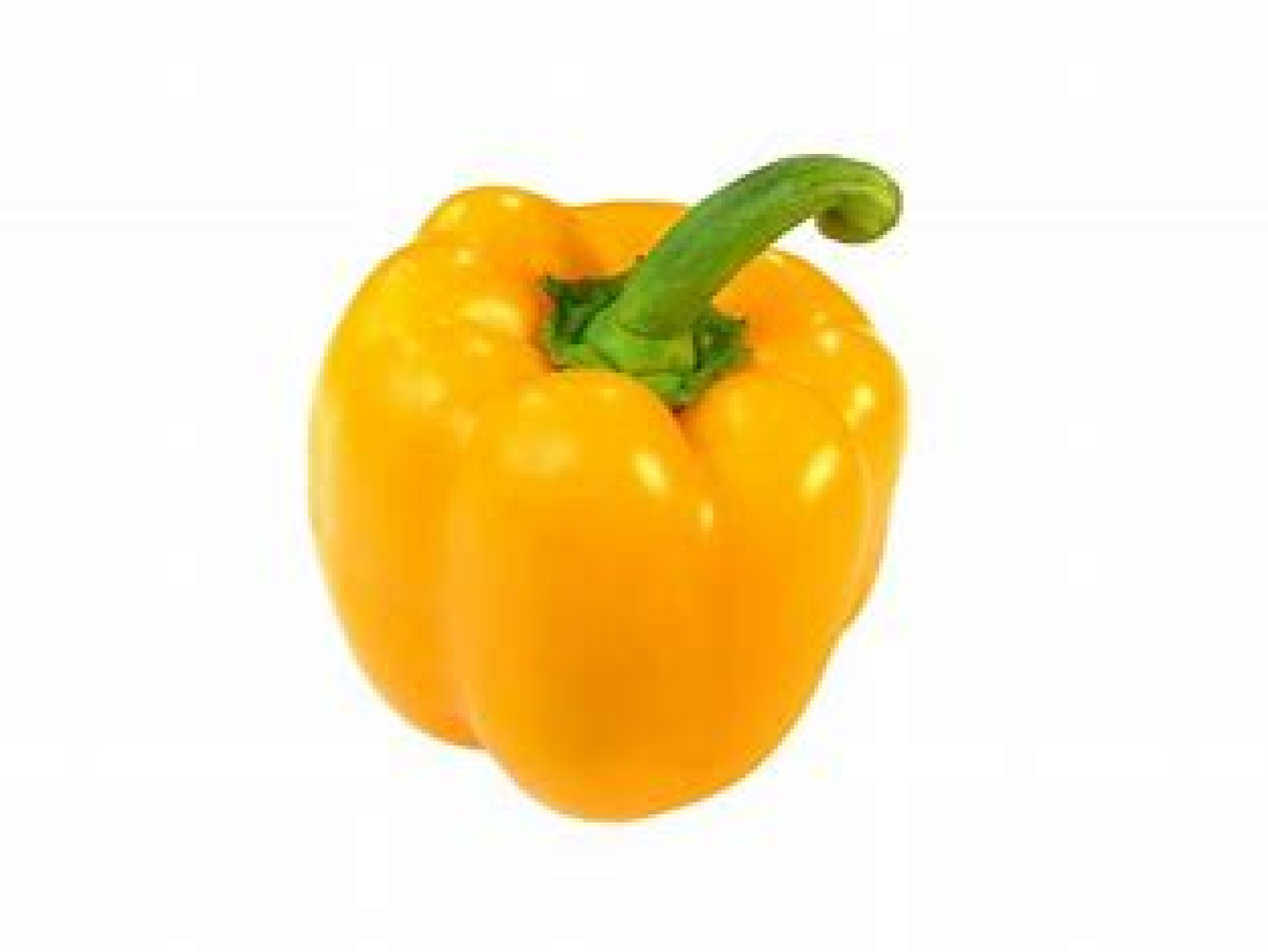capsicum yellow holland