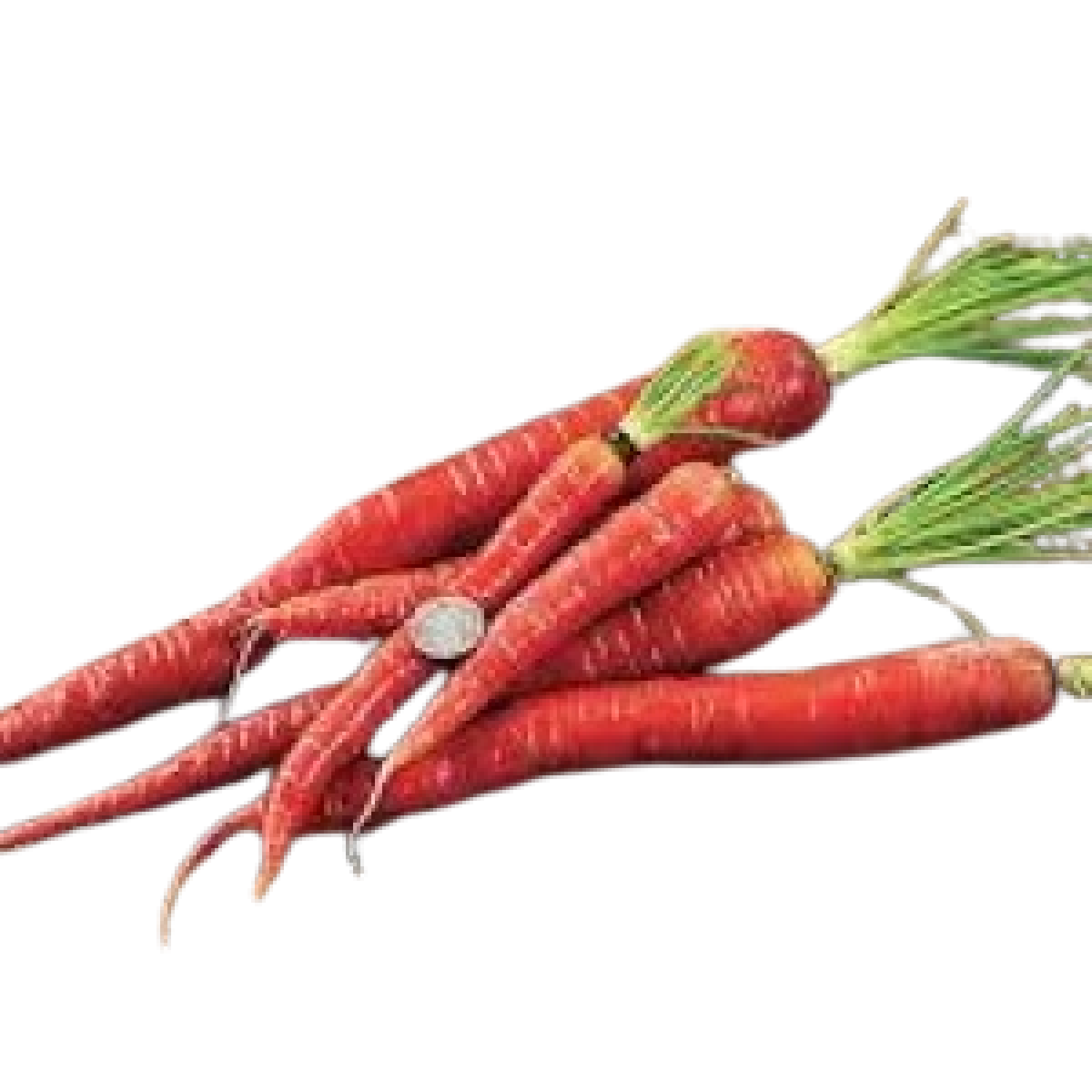 carrot red baby