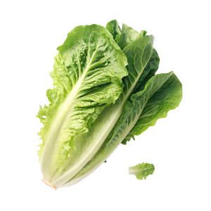 LETTUCE LOCAL